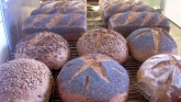 Brood