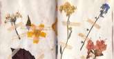 herbarium